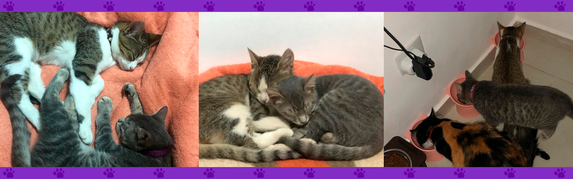 Imagem com três fotos das gatas Kira, Yuki e Aika.