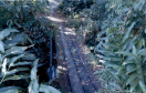Trecho da trilha de uma ponte de madeira velha sob a água, sem qualquer apoio dos lados. No entorno, tem um matagal alto. 