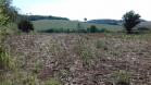 A imagem consiste de uma plantação seca na área de Gleba Ribeirão Cambé. 