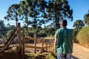 Imagem de uma pessoa vista de costas caminhando por uma estrada de terra, vestindo um colete verde com a logo da Defensoria Pública do Estado do Paraná. Ela observa uma paisagem rural com uma cerca de madeira rústica à esquerda e altas araucárias ao fundo sob um céu azul.