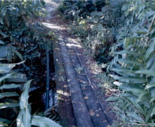 Trecho da trilha de uma ponte de madeira velha sob a água, sem qualquer apoio dos lados. No entorno, tem um matagal alto. 