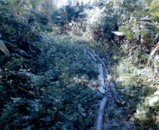 Trecho da trilha em que a passarela de passagem é formada por canos e pedaços pequenos de madeira sobre o barro. No entorno, tem um matagal alto. 