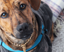 Imagem com foto do cãozinho Rock Merlini, de seis meses, vestindo blusa de moletom e corrente no pescoço, enquanto encara a câmera.