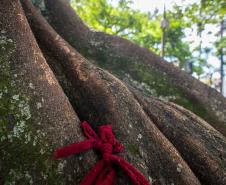 Imagem mostra um laço de fita vermelha amarrada às raízes de uma árvore da praça Tiradentes importante para religiões de matriz africana. 
