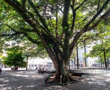 Imagem mostra uma das gameleiras da Praça Tiradentes. Consideradas sagradas pelas religiões de matriz africana, as árvores gameleiras são patrimônio imaterial de Curitiba.