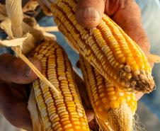 imagem mostra espigas de milho nas mãos de agricultor quilombola.