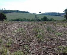 A imagem consiste de uma plantação seca na área de Gleba Ribeirão Cambé.