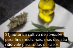 STJ autoriza cultivo de cannabis para fins medicinais, mas decisão não vale para todos os casos