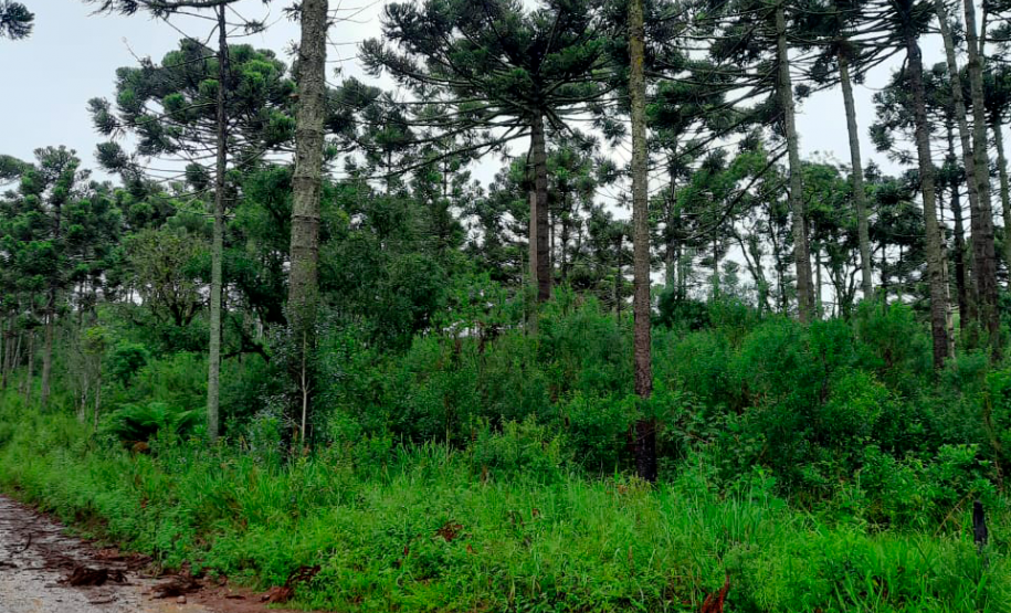 Um trecho de uma das estradas de terra usadas pelas crianças com muito buraco e lama.