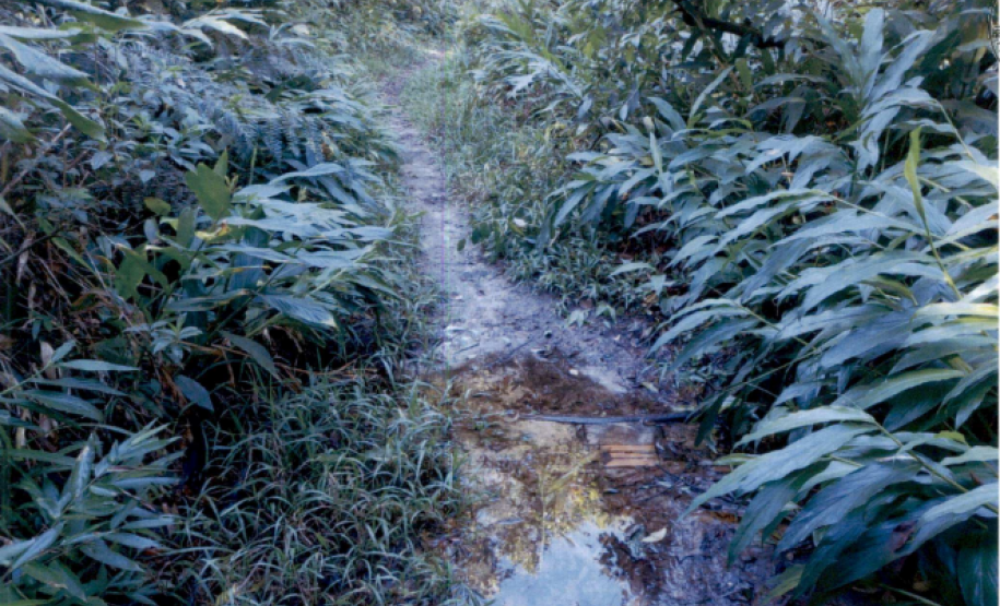 Trecho da trilha com alagamento e barro molhado.
