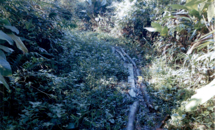 Trecho da trilha em que a passarela de passagem é formada por canos e pedaços pequenos de madeira sobre o barro. No entorno, tem um matagal alto.