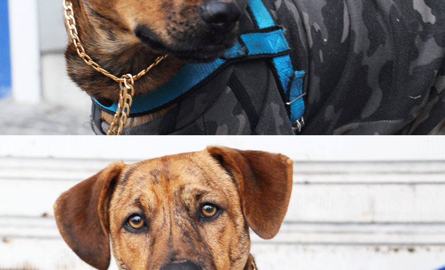 Imagem com foto do cãozinho Rock Merlini, de seis meses, vestindo blusa de moletom e corrente no pescoço, enquanto encara a câmera.