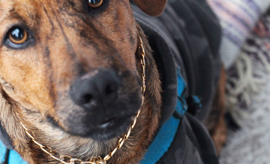 Imagem com foto do cãozinho Rock Merlini, de seis meses, vestindo blusa de moletom e corrente no pescoço, enquanto encara a câmera.