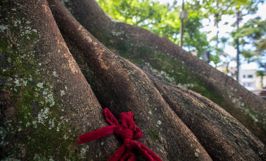 Imagem mostra um laço de fita vermelha amarrada às raízes de uma árvore da praça Tiradentes importante para religiões de matriz africana.