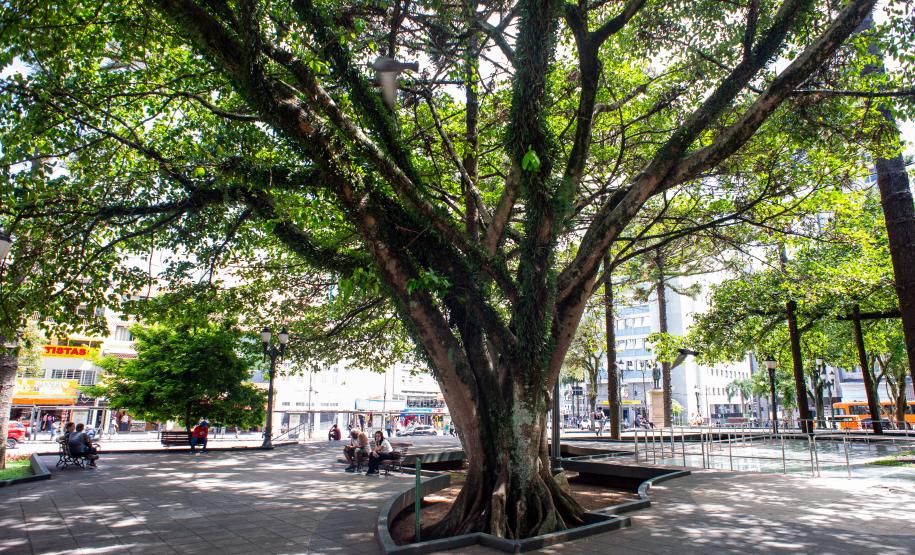 Imagem mostra uma das gameleiras da Praça Tiradentes. Consideradas sagradas pelas religiões de matriz africana, as árvores gameleiras são patrimônio imaterial de Curitiba.