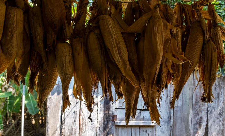 Imagem mostra espigas de milhos penduradas secando em um paior.