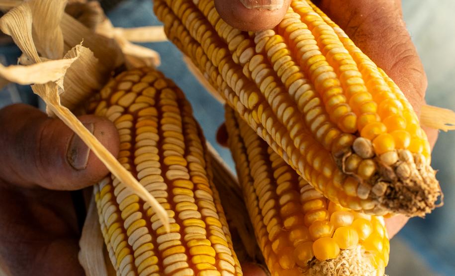 imagem mostra espigas de milho nas mãos de agricultor quilombola.