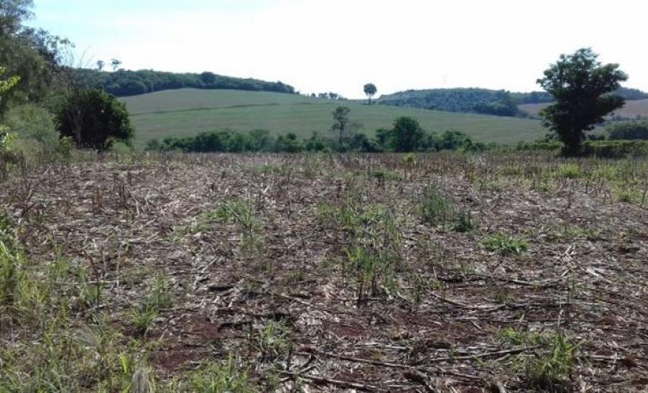 Pedido de liminar em reintegração de posse é indeferido em Londrina-PR, após manifestação do NUFURB A imagem consiste de uma plantação seca na área de Gleba Ribeirão Cambé.